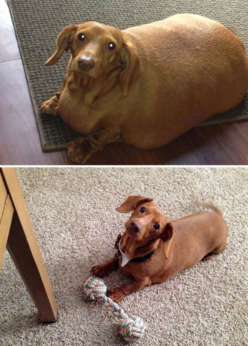 Curated visual reference: Dog Weight Loss Before After Photo Inspiration