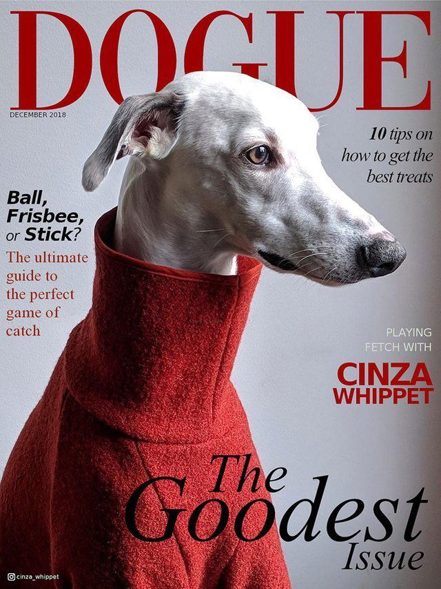 dogue-magazine