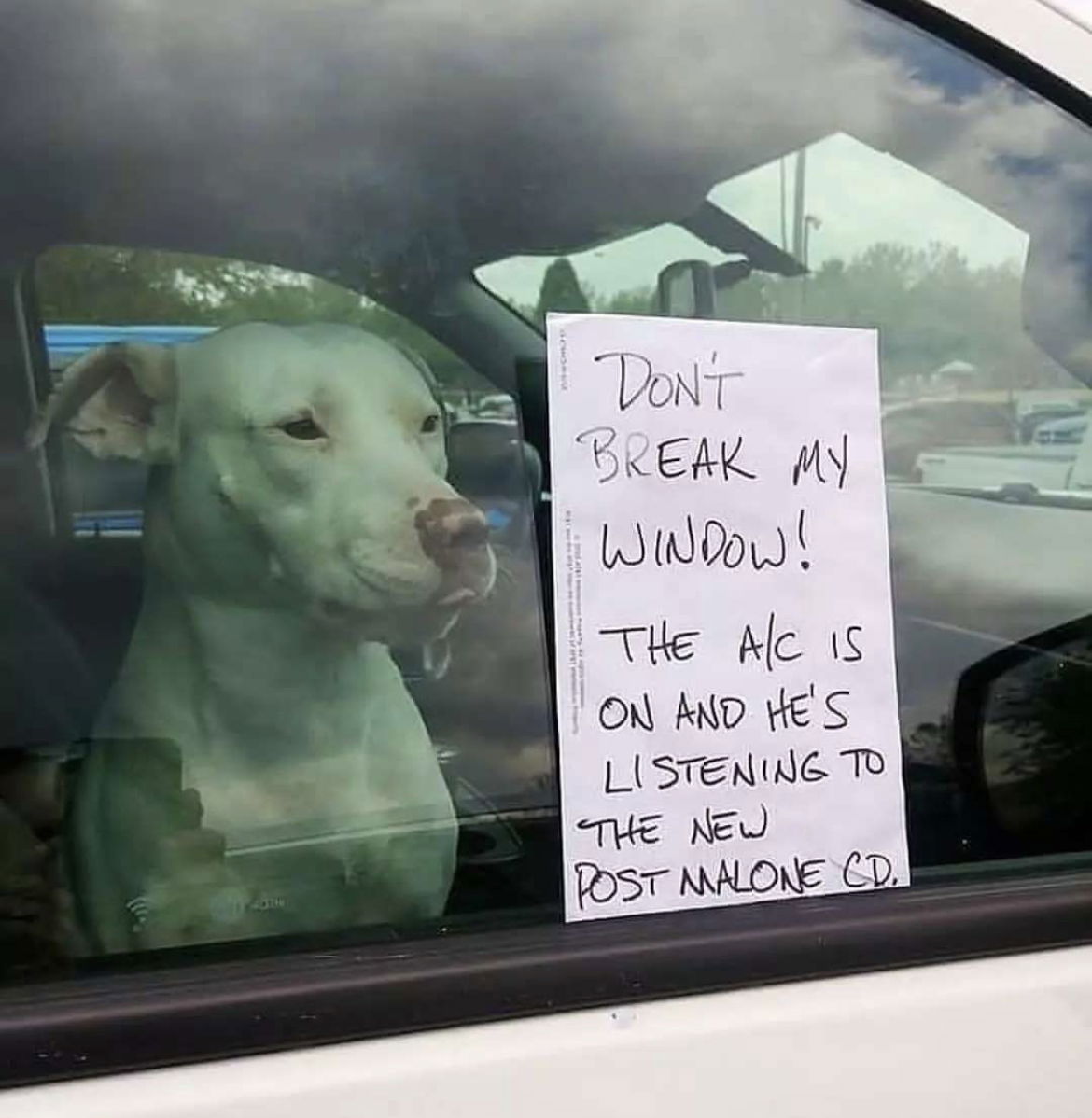 dog-copywriting-dont-break-window