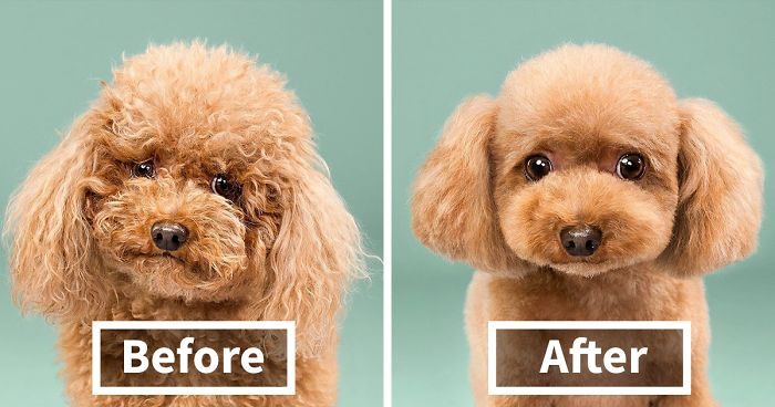 cute-before-after-dog-hair-cuts