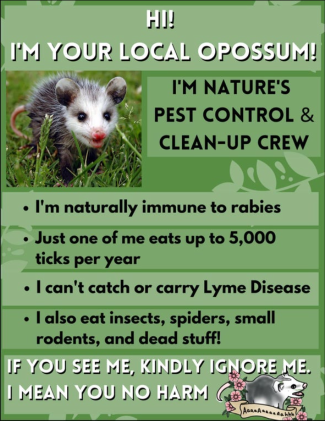 opossum-Opossum-one-pager-flyer