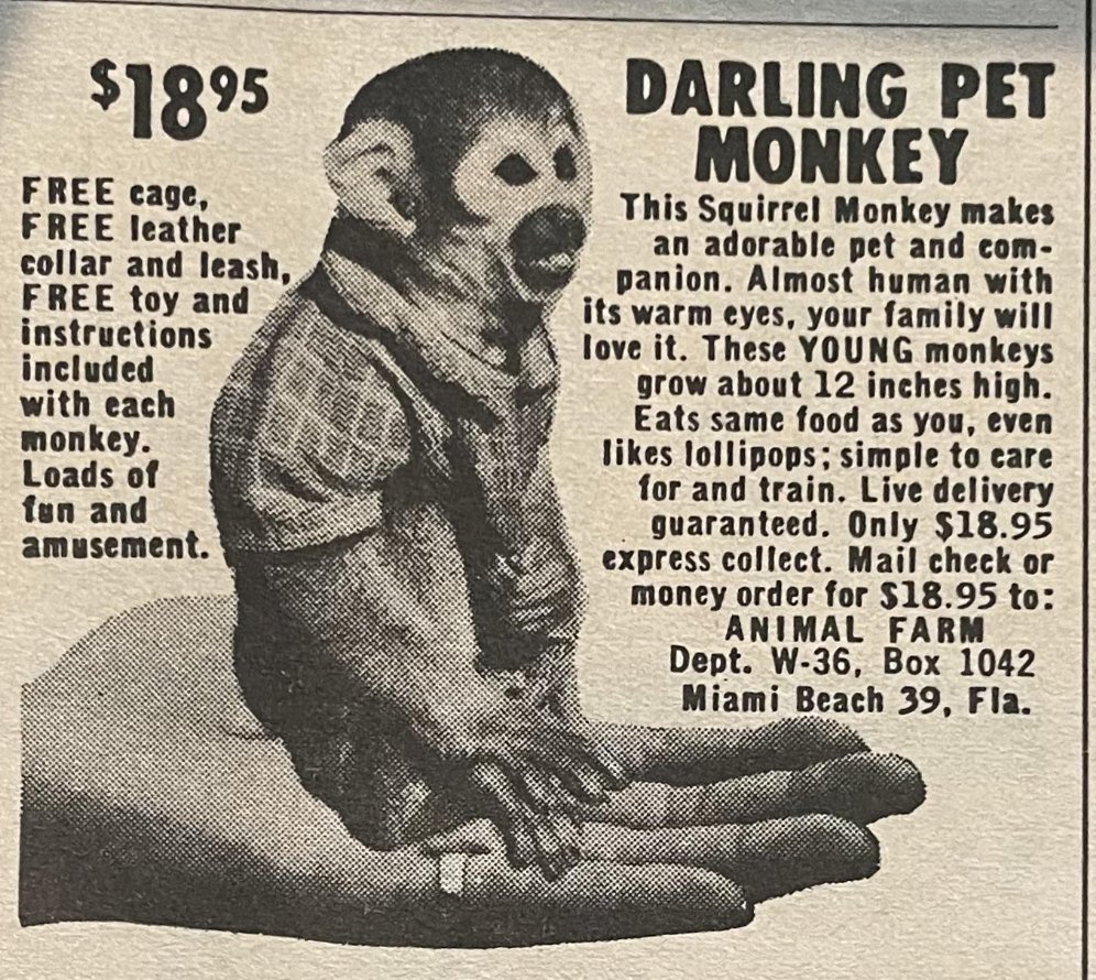 monkey-2