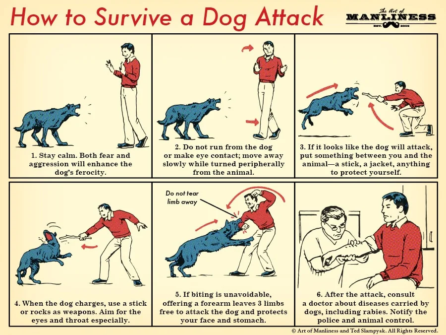 how-to-survive-a-dog-attack