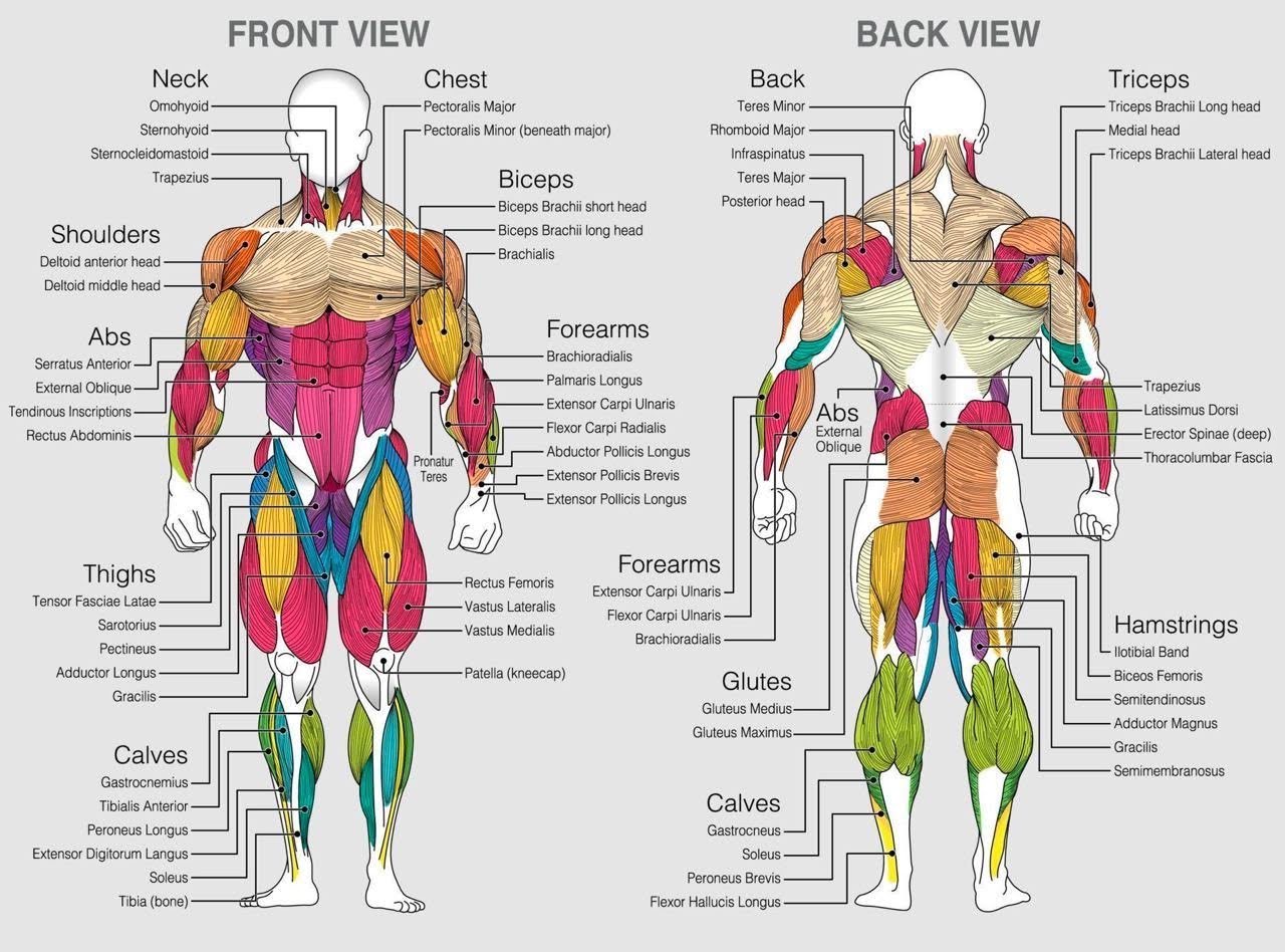 front-and-back-body-part-image