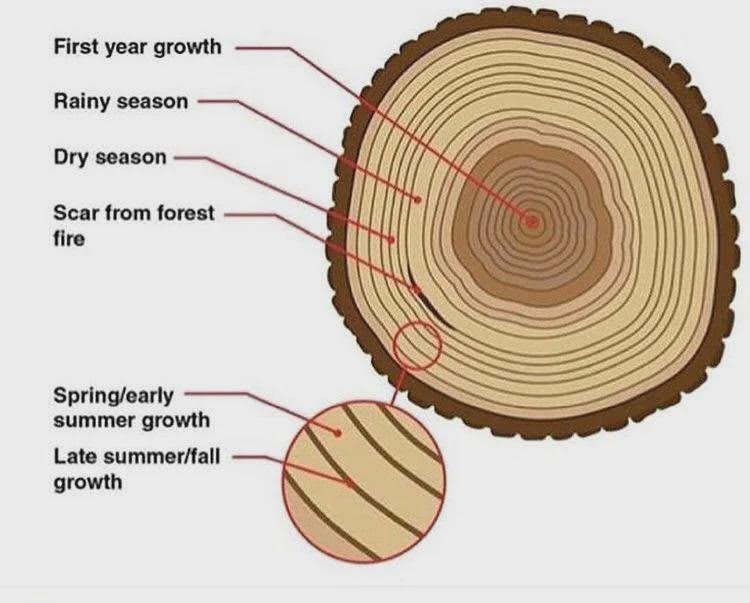 tree-rings-image