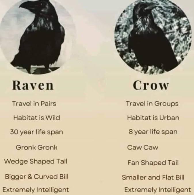 raven-or-crow-cheat-sheet-dd5faa89.jpg