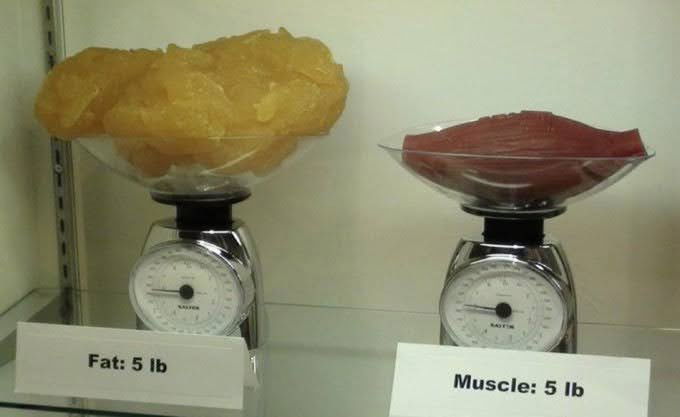 fat-vs-muscle-visualization.jpg