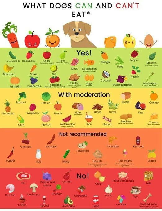 what-dogs-can-and-cant-eat.jpg