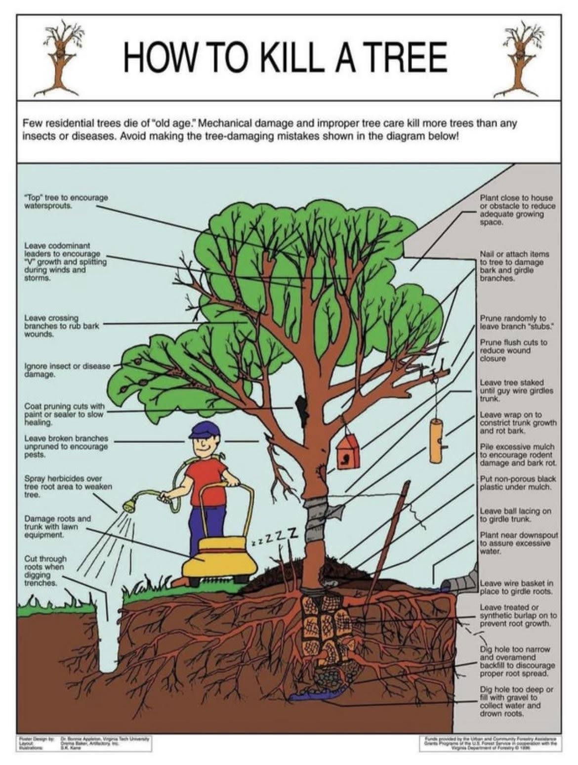 how-to-kill-a-tree.jpg