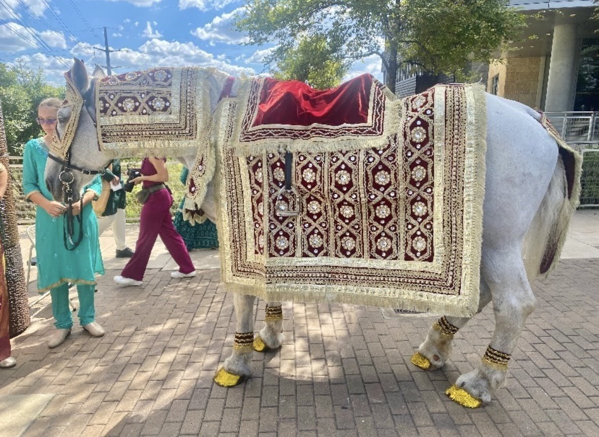 nevs-horse.jpg