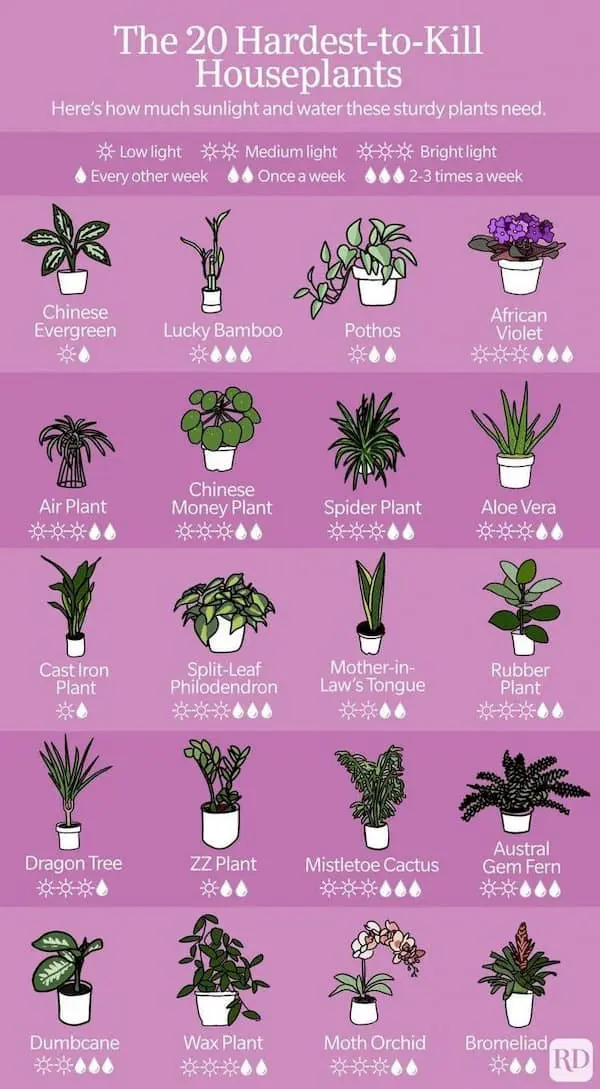 hardest-to-kill-plants-1763094437375.webp